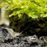 Blue Leg Poso Shrimp Care | An Easy Sulawesi Shrimp?