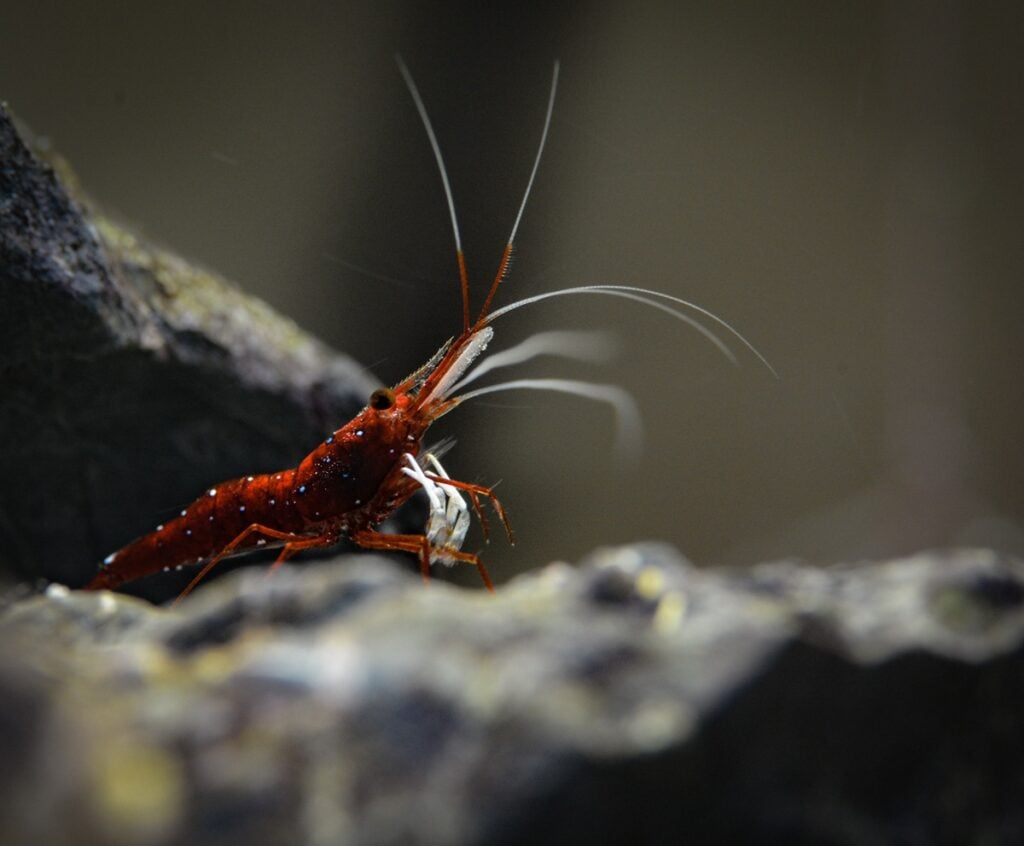 Cardinal Sulawesi shrimp