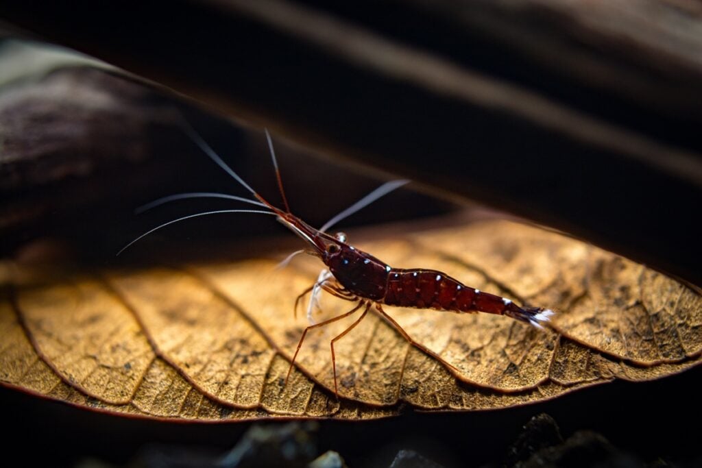 Caridina dennerli Sulawesi shrimp