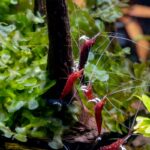 Types of Sulawesi Shrimp | Cardinal, Orchid & More