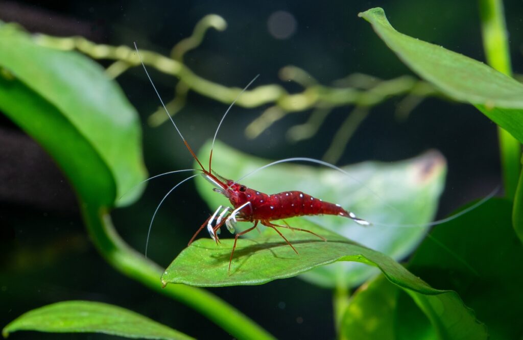 Carinal Sulawesi shrimp