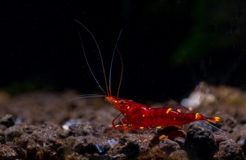Goldflake Sulawesi shrimp