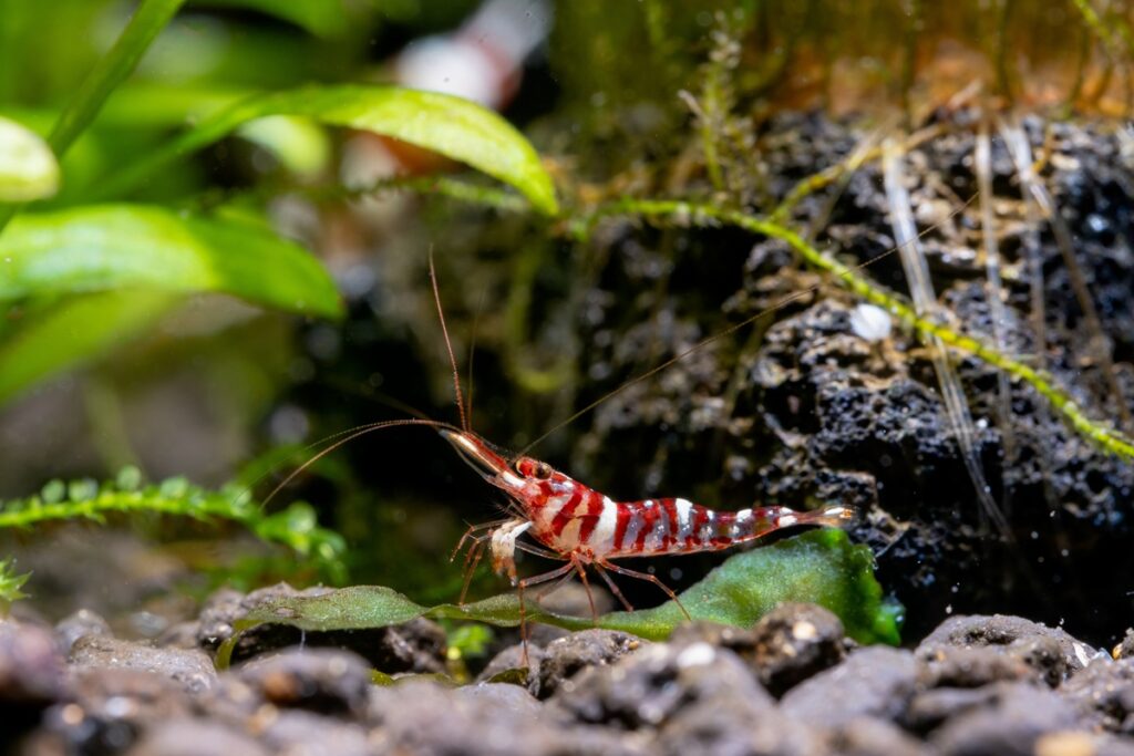 Harlequin Sulawesi shrimp