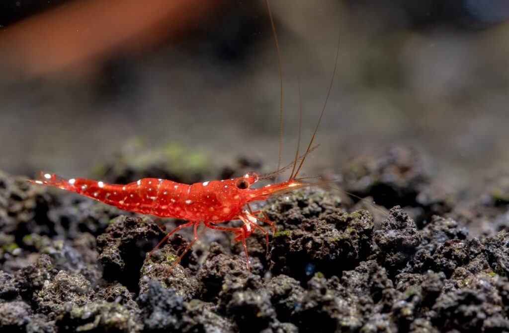 Red orchid Sulawesi shrimp