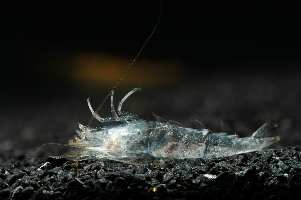 Molted dwarf shrimp exoskeleton