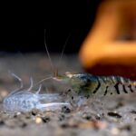 Failed Molting in Shrimp: Why It Happens, Warning Signs & How to Prevent It