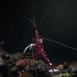 The Ultimate Sulawesi Shrimp Care Guide (Origin, Setup & Water Parameters)