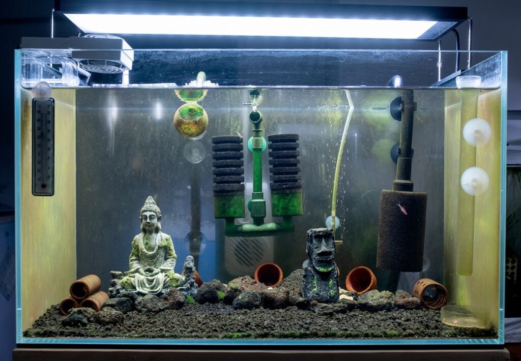 Typical aquarium set-up for Sulawesi shrimp