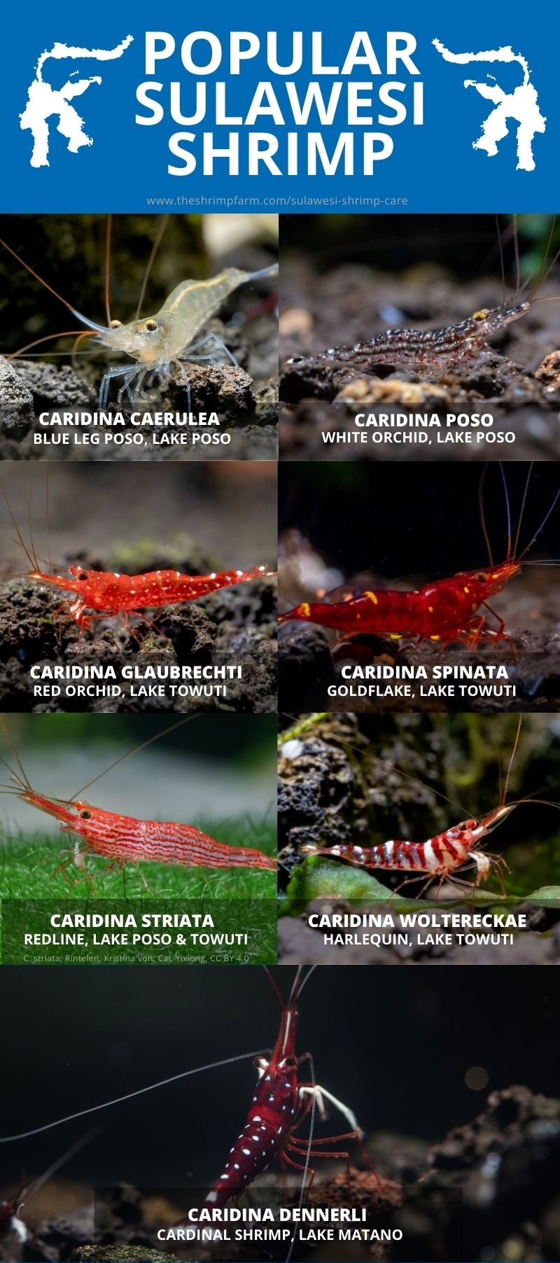 Sulawesi shrimp chart