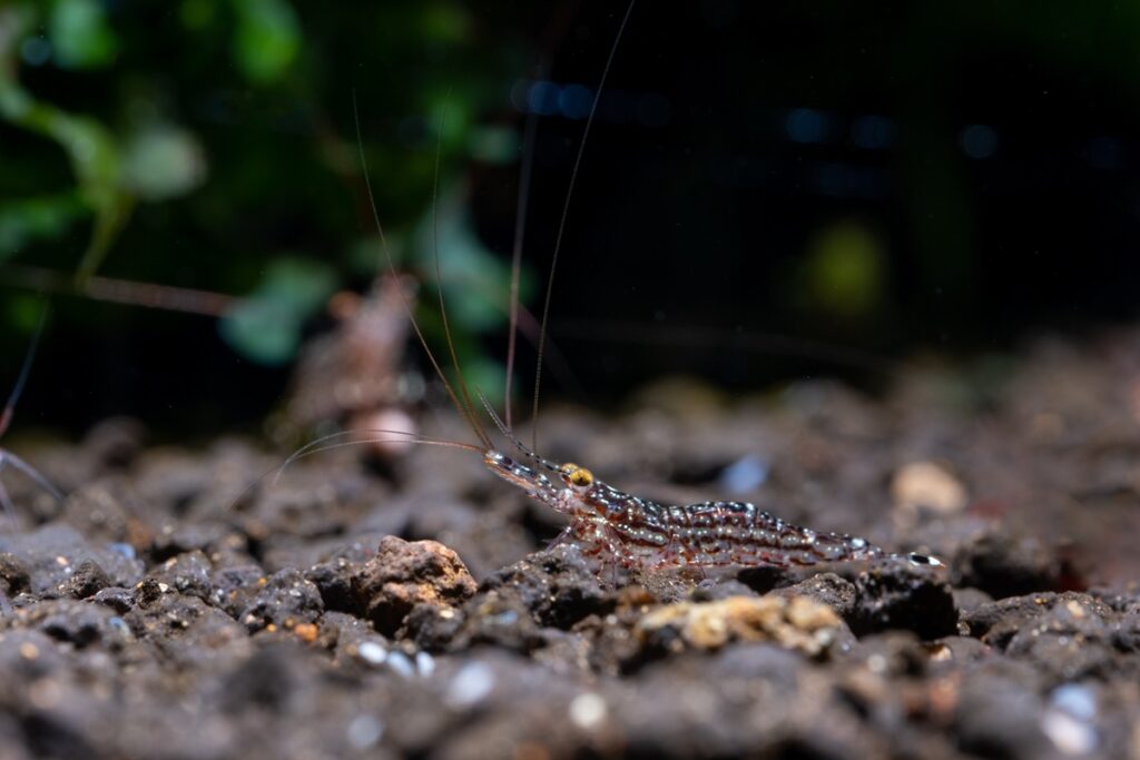 White orchid Sulawesi shrimp