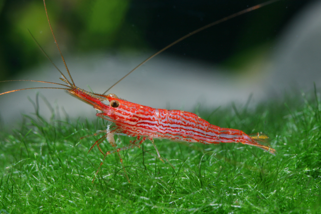 Redline Sulawesi shrimp