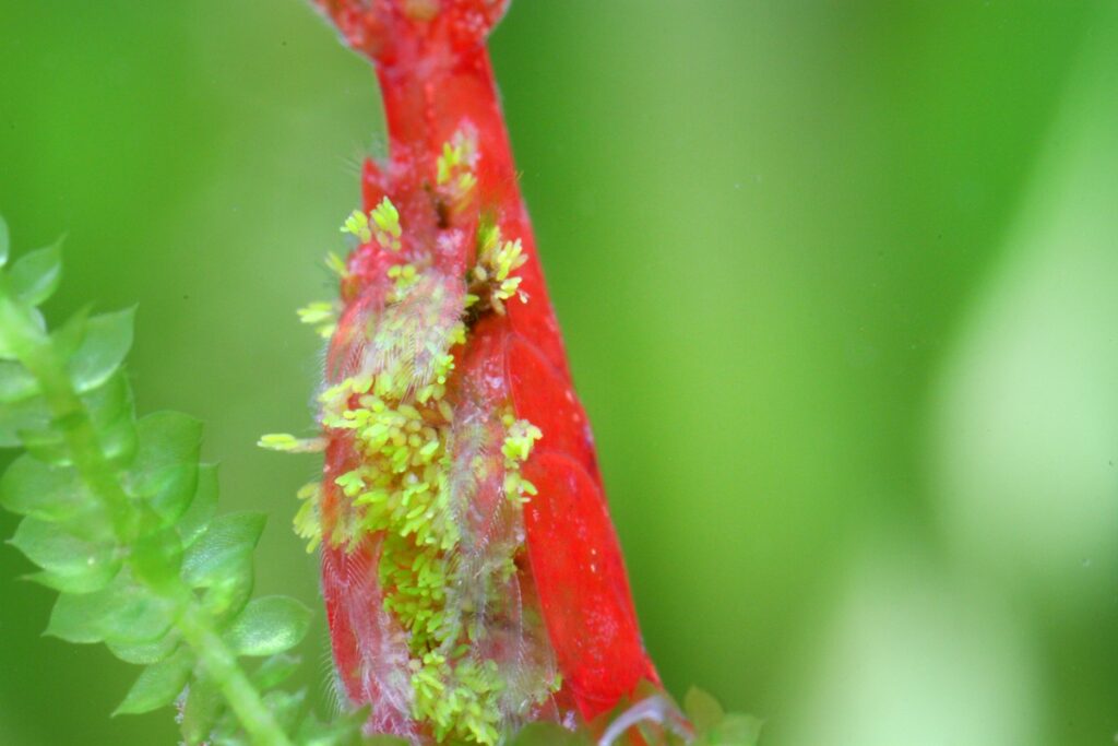 Close-up of Cladogonium parasite on cherry shrimp