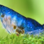 Cotton Wool Disease/Oomycetes in Freshwater Shrimp | Fuzzy White Growth on Shrimp?!