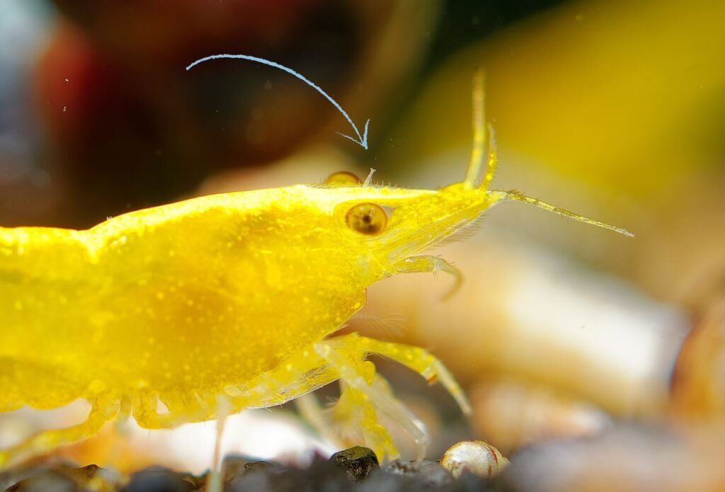 Yellow Neocaridina shrimp with Scutariella worm on its head
