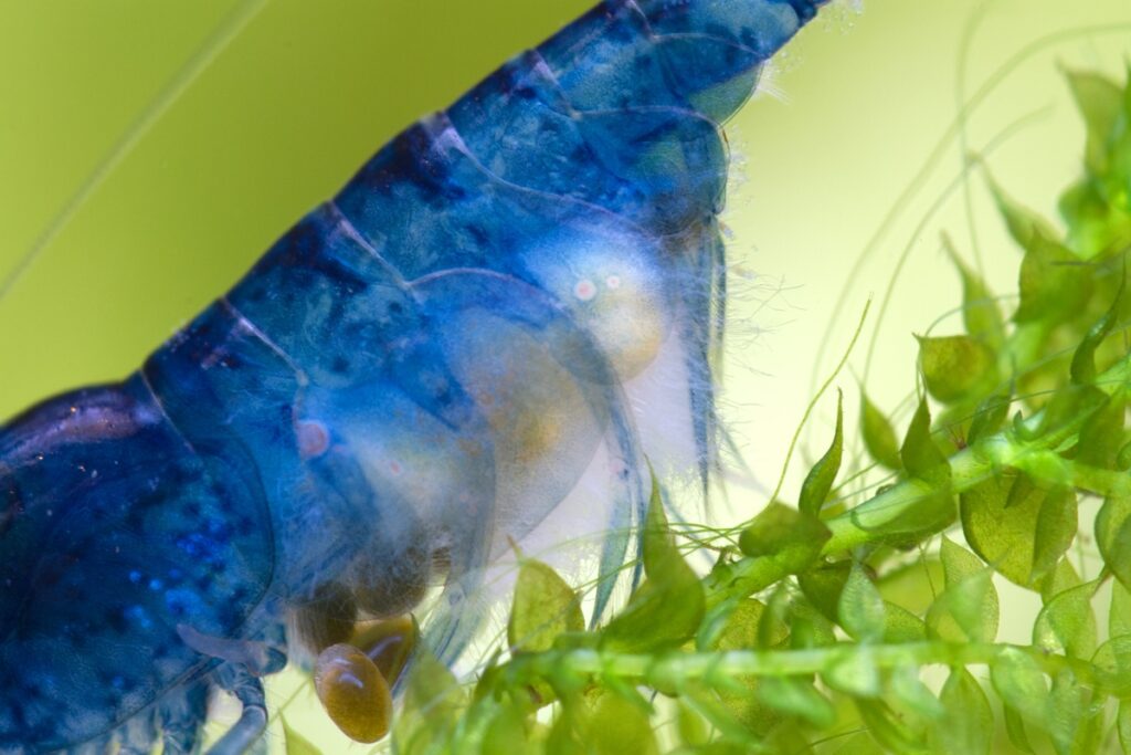 Macro photo of blue dream Neocaridina shrimp with oomycetes infection