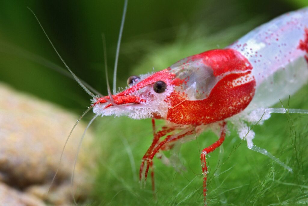 Red rili shrimp with Vorticella ciliates