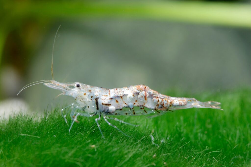 Ghost shrimp with white spot disease