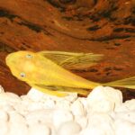 Blue Eye Lemon Bristlenose Pleco (L144) | Caring for Your Leucistic Ancistrus