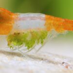 The Shrimp Disease Encyclopedia | Diagnose Your Freshwater Shrimp