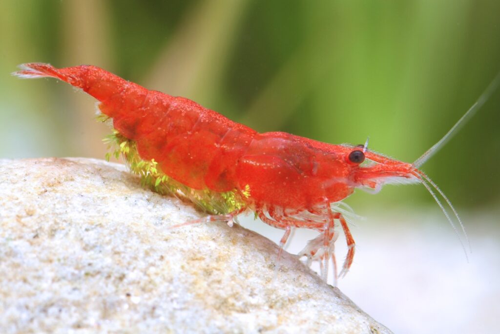 Red cherry shrimp female with Scutariella and Cladogonium