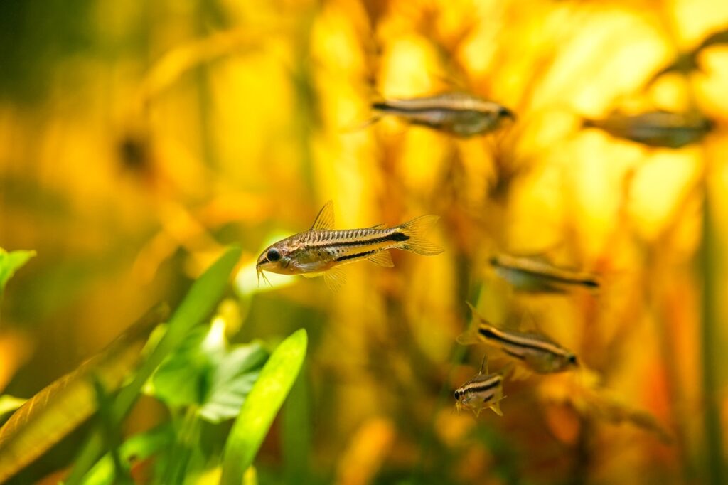 Corydoras pygmaeus fish swimming in aquarium