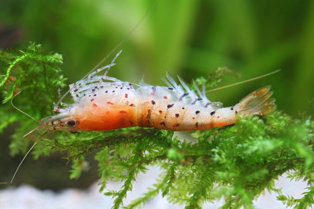 Dead or dying tiger shrimp with muscular necrosis