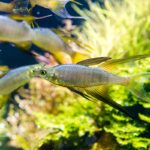 Threadfin Rainbowfish Care | The Most Elegant Nano Fish