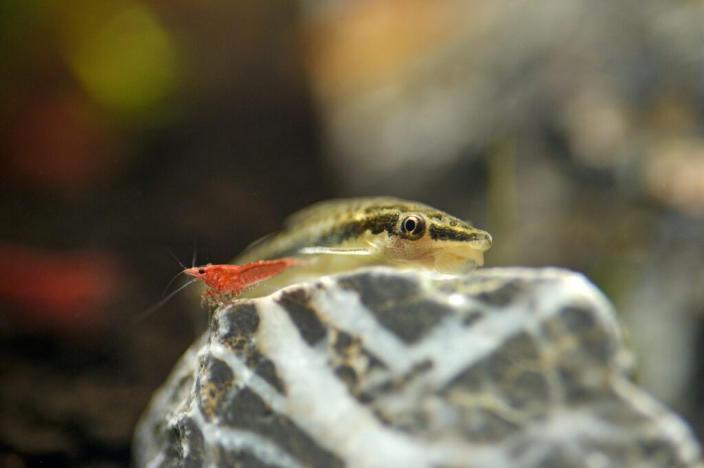 Otocinclus catfish and cherry shrimp in an aquarium
