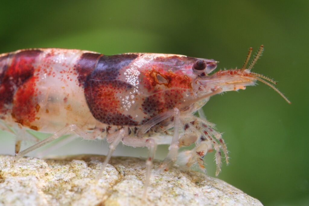 Bumblebee shrimp with rust disease or external bacterial infection