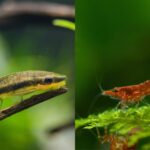 Otocinclus and Shrimp: Why They're One of the Best Combinations