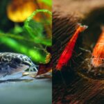 Pygmy Corydoras and Shrimp: Are They Actually Compatible?