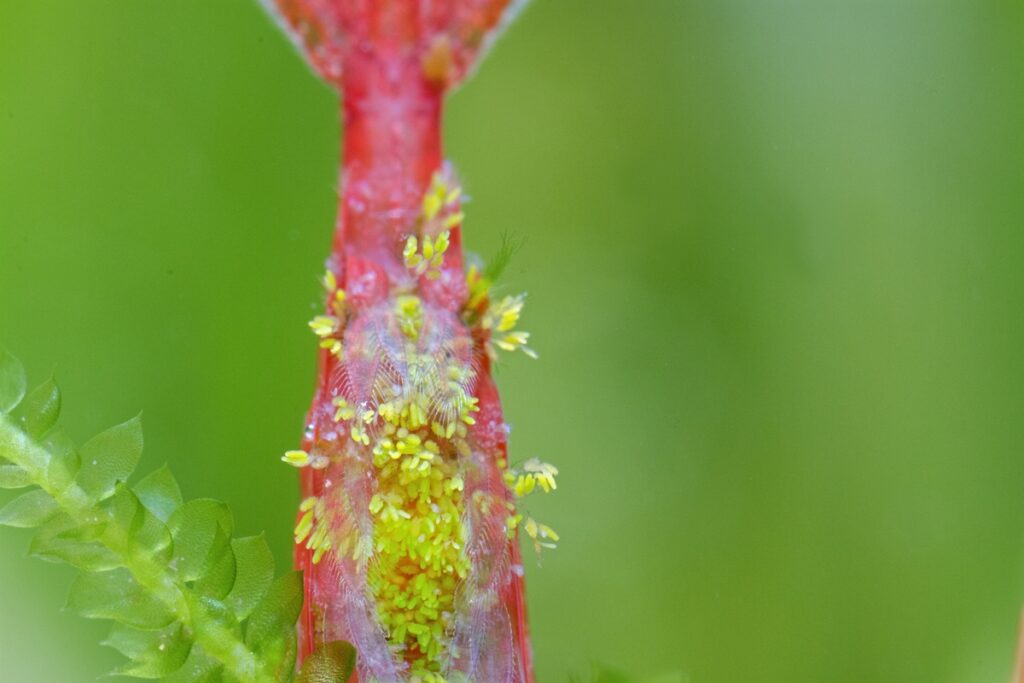 Underside of red cherry shrimp with Cladogonium infestation