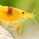 Bacterial Infection in Freshwater Shrimp: Signs, Causes, Treatment & Prevention