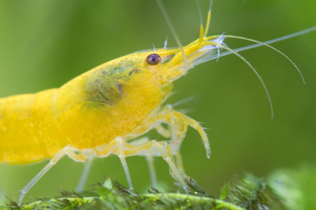 Yellow Neocaridina shrimp with Scutariella worms