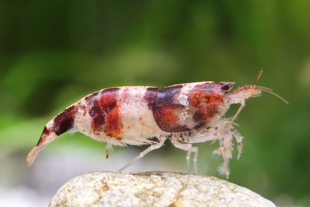 Close-up of dwarf shrimp with rust disease