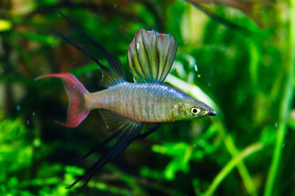 Male threadfin rainbowfish in planted aquarium