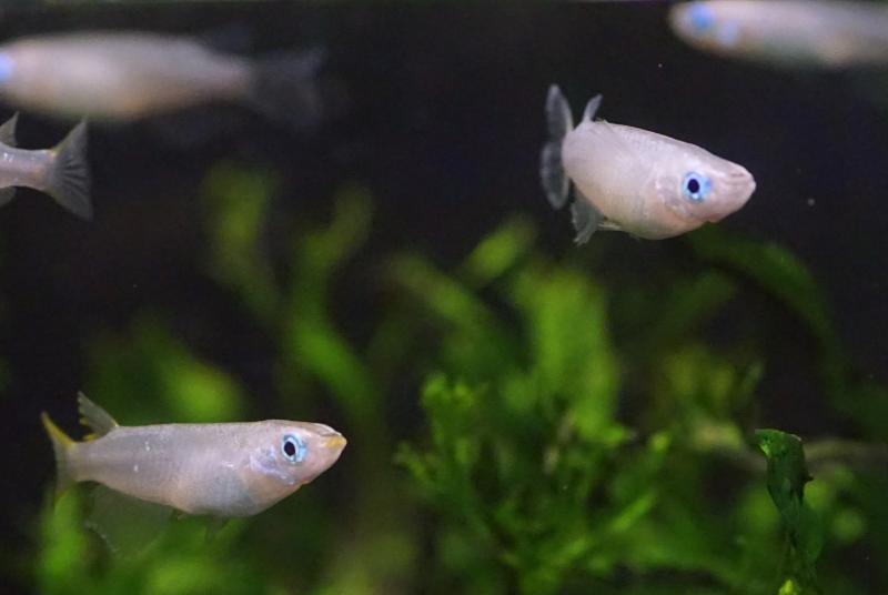 Medaka, Japanese ricefish