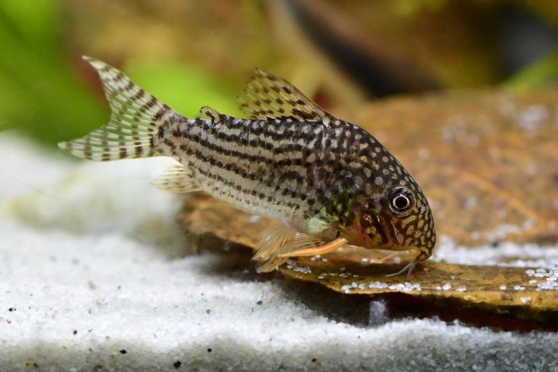 Sterbai Corydoras foraging in aquarium
