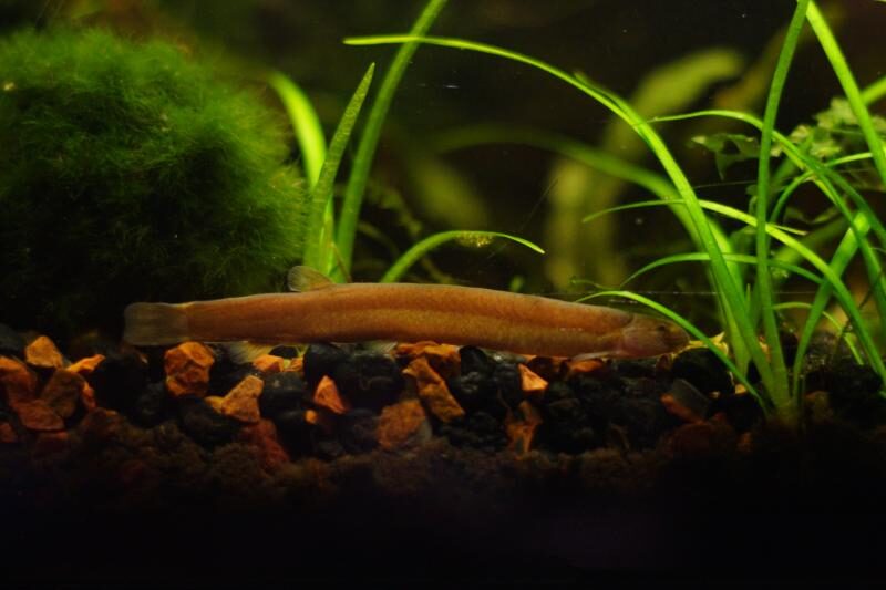 Black kuhli loach surrounded by aquarium plants