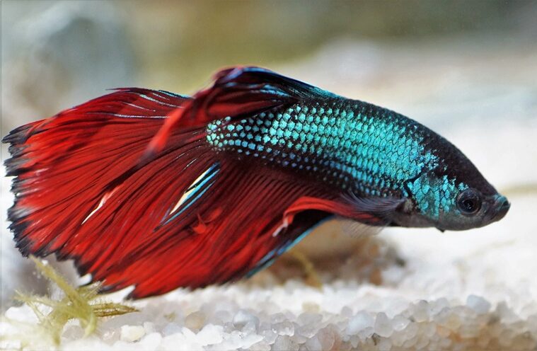 Betta fish in aquarium