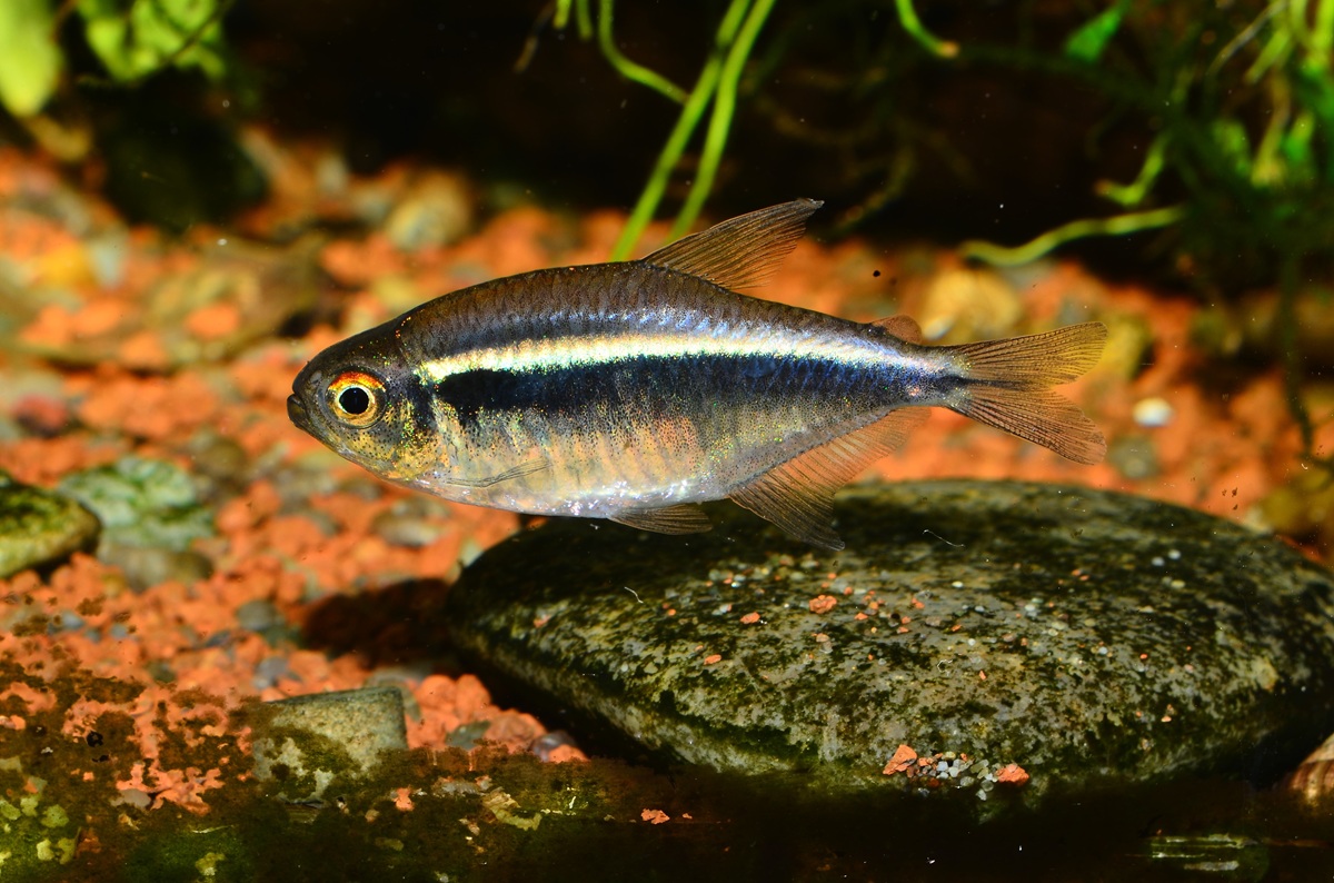Black neon tetra fish in an aquarium