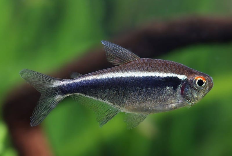 Black neon tetra fish in the aquarium