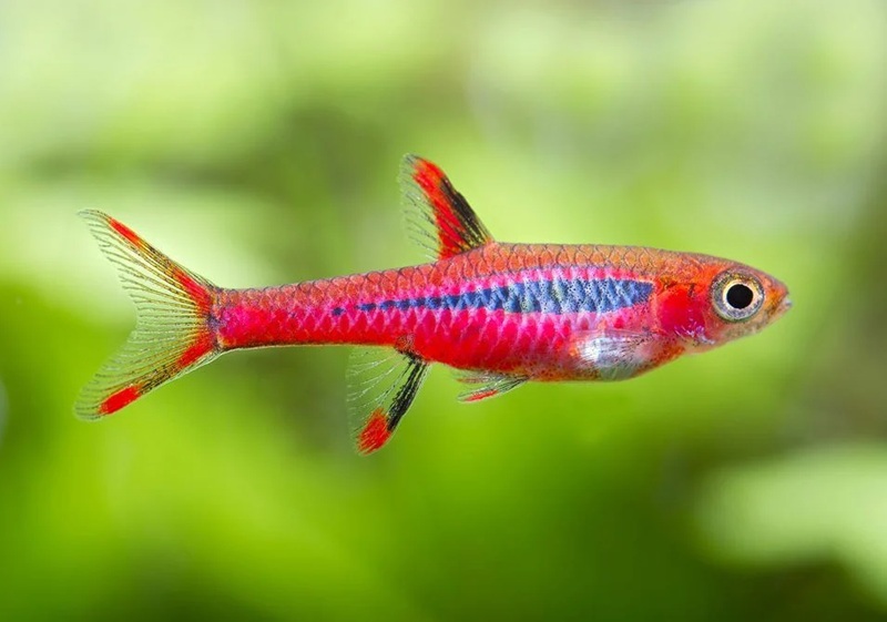 Chili rasbora fish in the aquarium