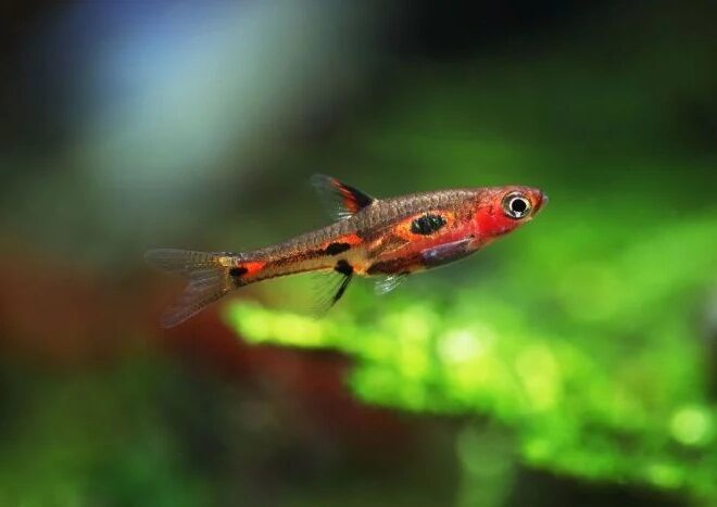 Phoenix rasbora fish in the aquarium