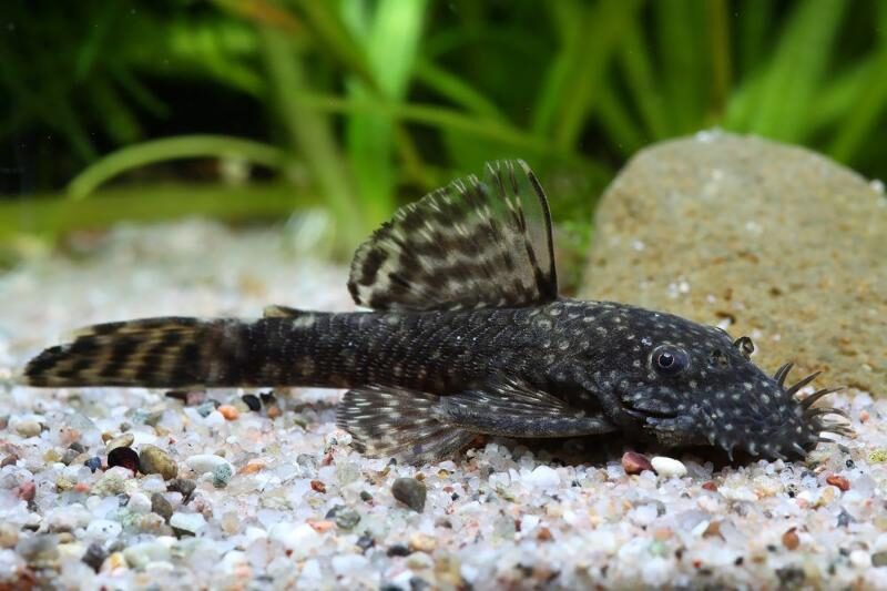 Bristlenose pleco in the aquarium