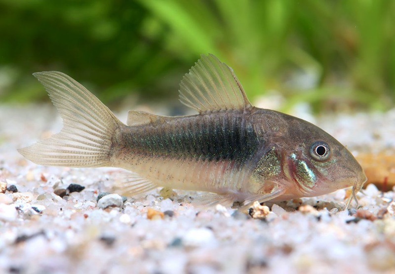 Bronze corydoras catfish in the aquarium