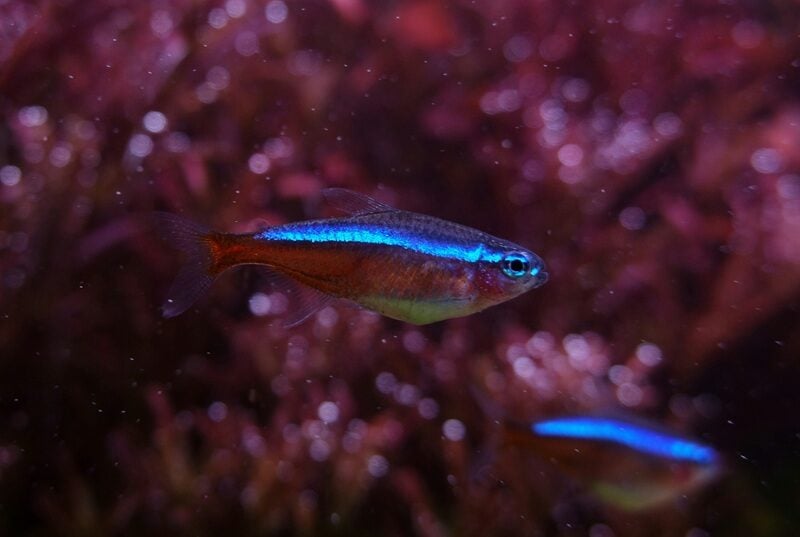 Cardinal tetra fish in the aquarium