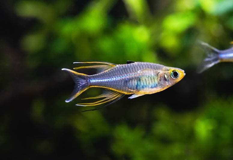 Celebes rainbowfish in an aquarium