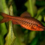 Cherry Barb Care | A Splash of Scarlet for Your Tank!