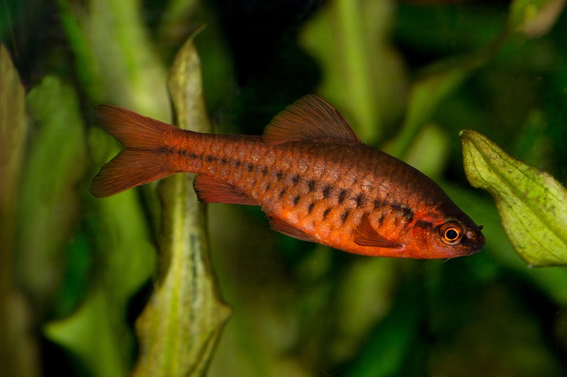 Cherry barb fish in planted aquarium
